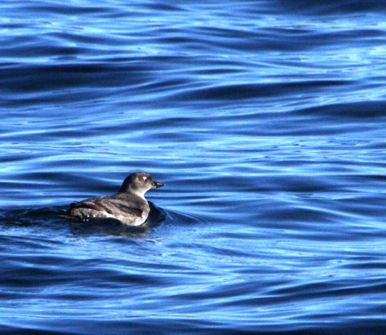 Cassin's Auklet